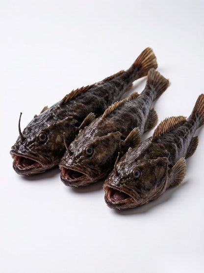 Deep Sea Monkfish - 深海安康鱼