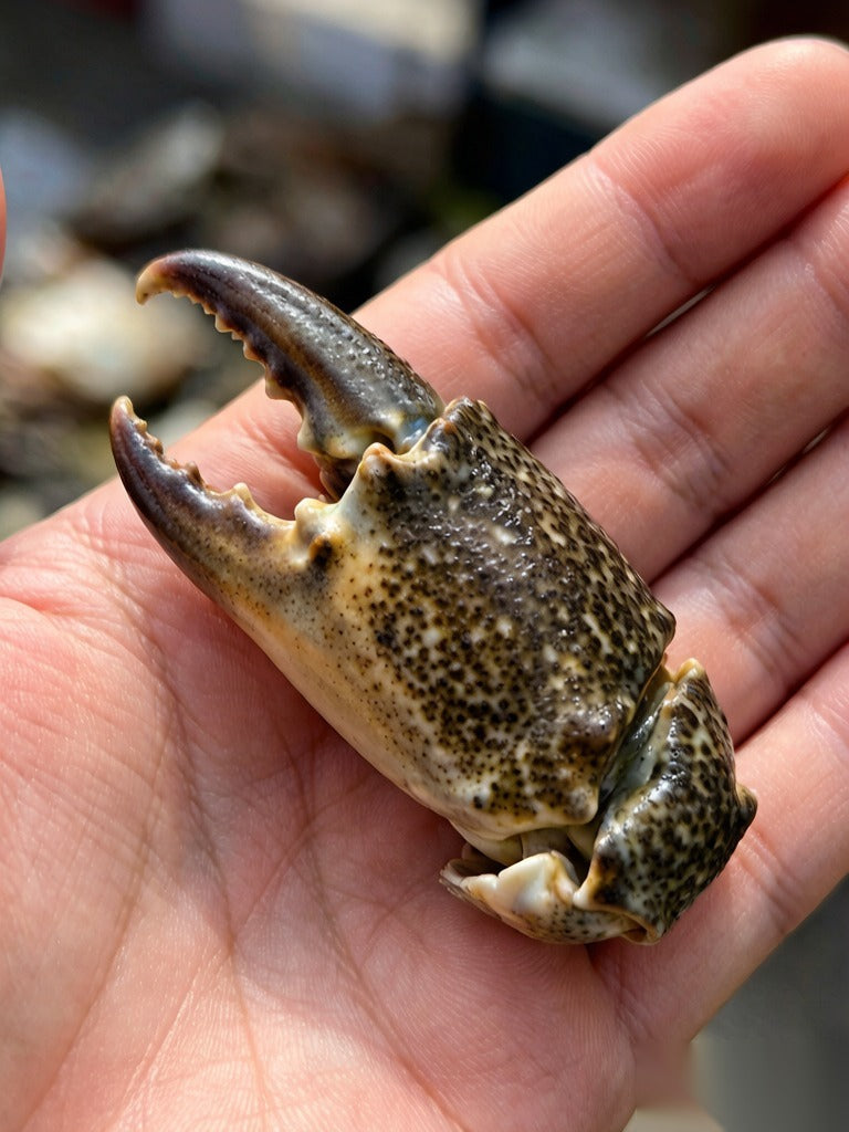 Fresh Mud Crab - 鲜活青蟹
