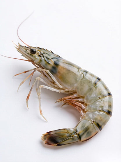Fresh Tiger Prawn - 鲜活斑节虾