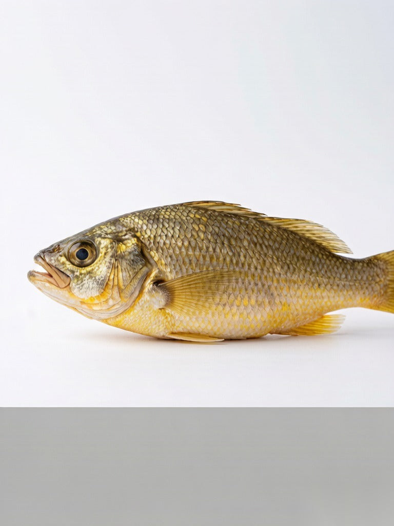 Fresh Yellow Croaker - 鲜活小黄鱼