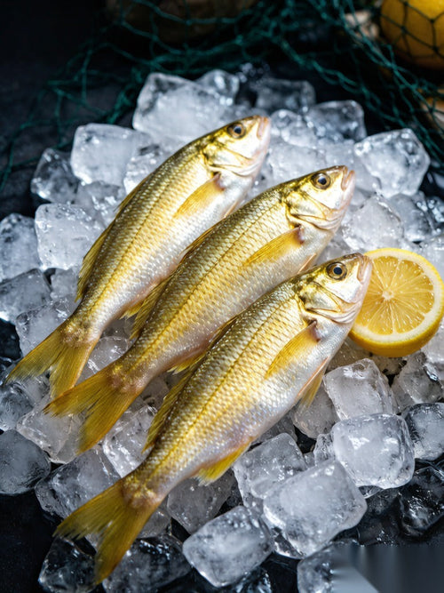 Fresh Yellow Croaker - 鲜活小黄鱼