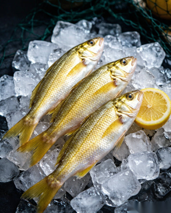 Frozen Yellow Croaker
